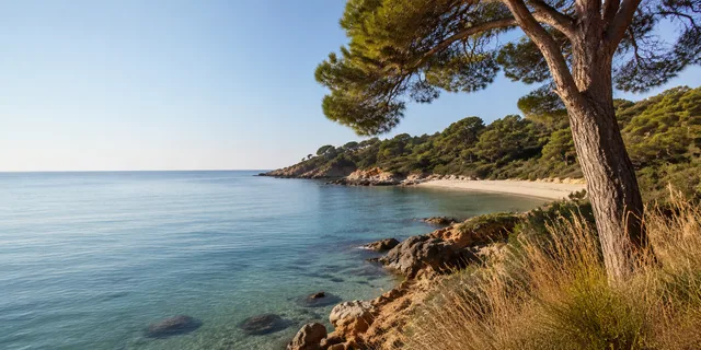 Pine-framed Mediterranean cove with calm blue-green water